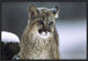 "Mountain Lion cub in snow, Montana"  by Tim Fitzharris, 25x17"