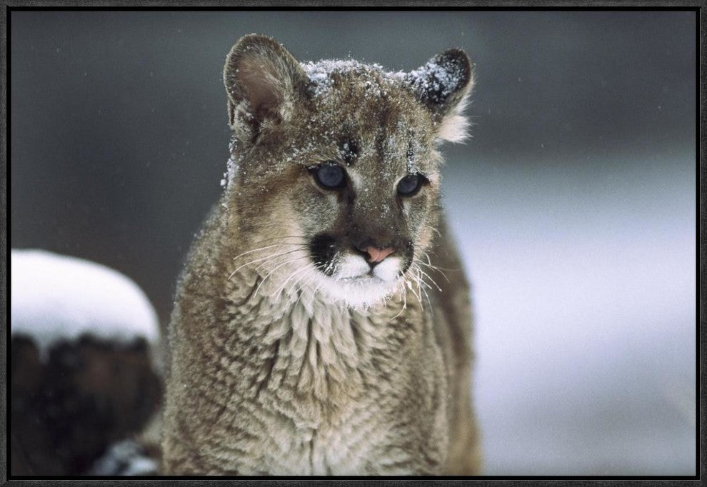 "Mountain Lion cub in snow, Montana"  by Tim Fitzharris, 25x17"