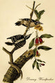 Downy Woodpecker - Fine Art Giclee Print 24" x 36"