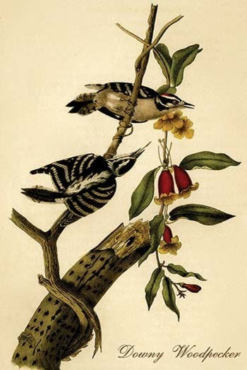 Downy Woodpecker - Fine Art Giclee Print 24" x 36"