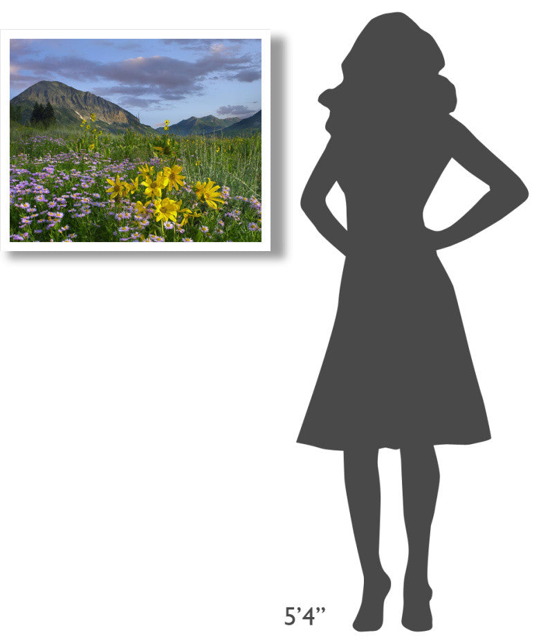 "Meadow of Orange Sneezeweed, Smooth Aster, Gothic Mountain" Paper Art, 30"x24"