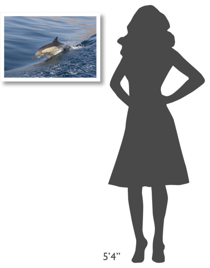 "Long-beaked Common Dolphin porpoising, Baja California" Paper Art, 26"x18"