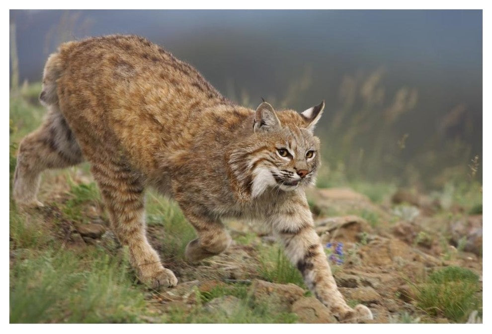 "Bobcat stalking, North America" Digital Paper Print by Tim Fitzharris, 62"x42"