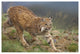 "Bobcat stalking, North America" Digital Paper Print by Tim Fitzharris, 62"x42"