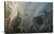 "Frost Crystal Patterns On Glass, Ross Sea, Antarctica" Artwork, 30" x 20"
