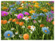 Different Color Flowers in Field, Floral Canvas Art Print, 40"x30"