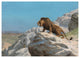 "Lion on the Watch, c. 1885" Digital Paper Print by Jean-Lï¿½on Gï¿½rï¿½ï¿½me, 24"x18"