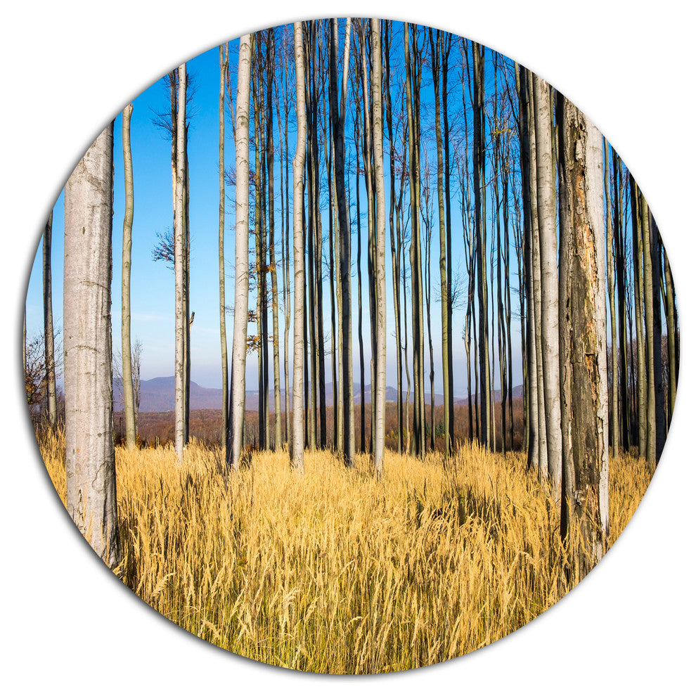 Clear Sky And Bush In Thick Forest, Modern Forest Round Wall Art, 11"