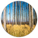 Clear Sky And Bush In Thick Forest, Modern Forest Round Wall Art, 11"