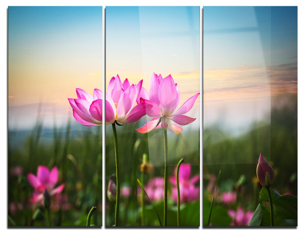 "Blooming Lotus Flowers at Sunset" Photo Metal Wall Art, 3 Panels, 36"x28"