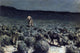 Frederic Remington The Wolves Sniffed Along on the Trail Wall Decal