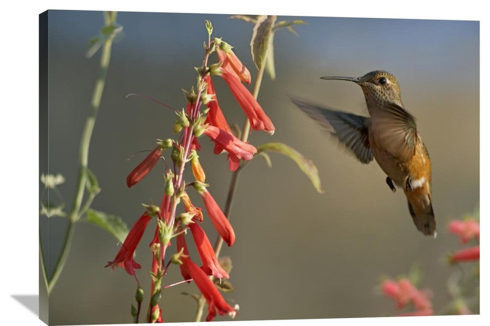 "Broad-Tailed Hummingbird Feeding On Nectar, Santa Fe, New Mexico" Artwork