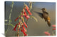 "Broad-Tailed Hummingbird Feeding On Nectar, Santa Fe, New Mexico" Artwork