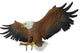 Grande Freedoms Pride Bald Eagle