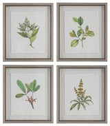 Uttermost Wildflower Study Framed Prints, Set of 4