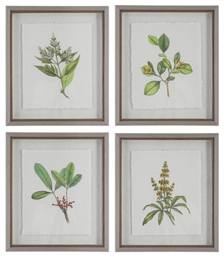 Uttermost Wildflower Study Framed Prints, Set of 4