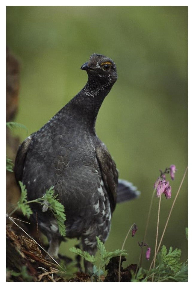 "Blue Grouse, North America" Digital Paper Print by Tim Fitzharris, 18"x26"