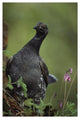 "Blue Grouse, North America" Digital Paper Print by Tim Fitzharris, 18"x26"