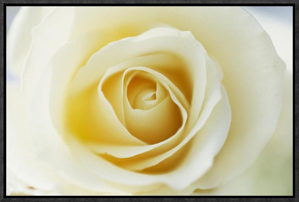 "Rose close up of white Rose in bloom"  by Jan Vermeer, 19x13"