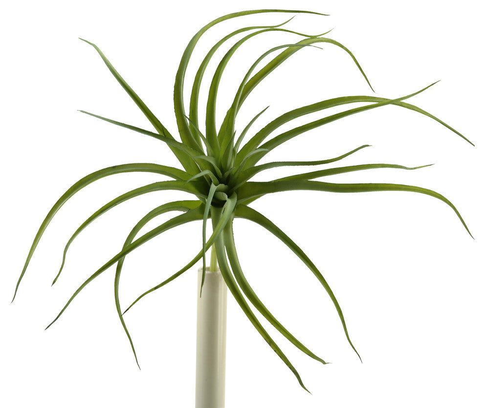 Light Green Tilandsia, Set of 3