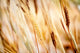 "Softly in the Wind, Three" Canvas, 20"x30"