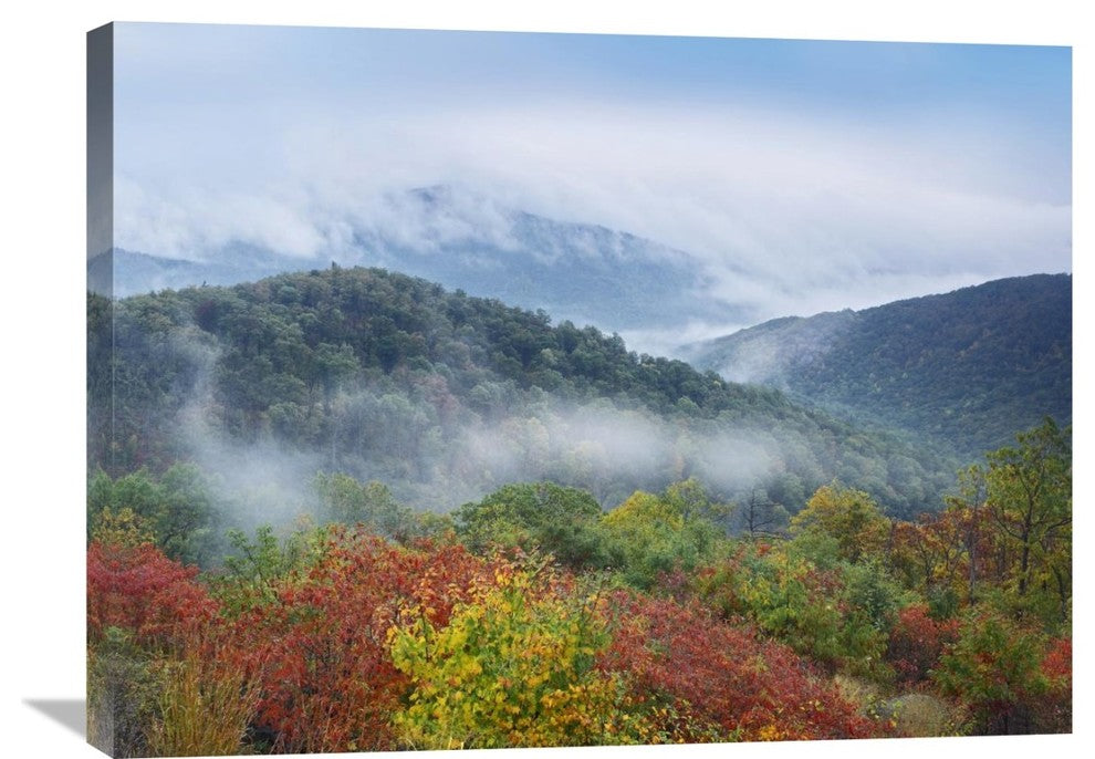 "Broadleaf Forest, Shenandoah National Park, Virginia" Artwork