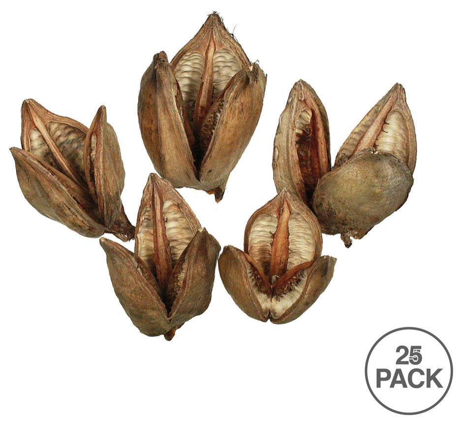 Vickerman all Natural Sora Pods, Dried, Natural, 3-4"