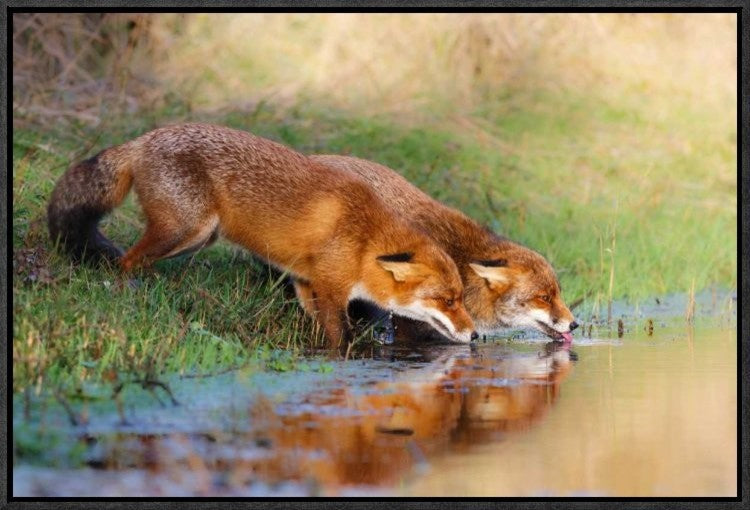 "Thirsty" Framed Canvas Giclee by Pim Leijen, 23x16"