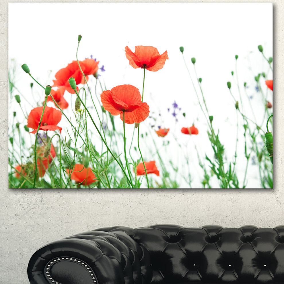 Poppy Flowers on White Background, Floral Canvas Art Print, 40"x30"