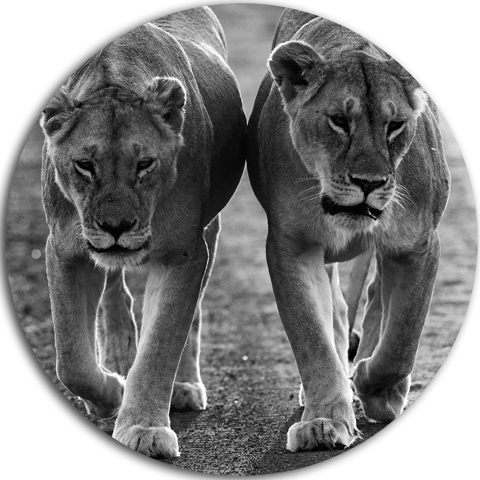 Lions In Black And White, Animal Photo Disc Metal Artwork, 38"