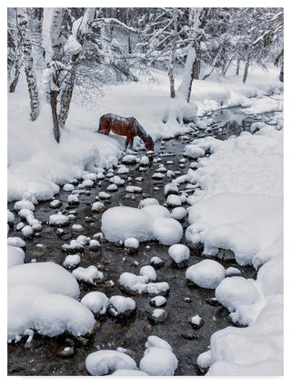 Hua Zhu 'Drinking In Snow' Canvas Art, 47"x35"