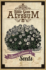 "Flower Packet Alyssum" Painting Print on Canvas