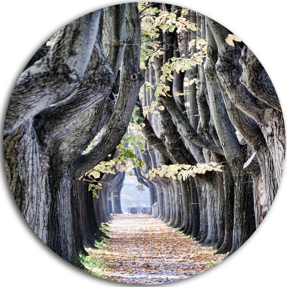 Tree Outside Lucca Italy, Landscape Photo Large Disc Metal Artwork, 23"
