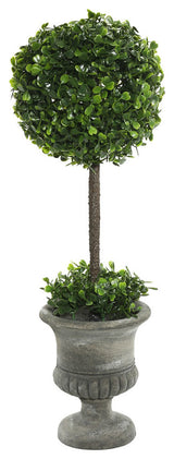 21" Boxwood Topiary In Container