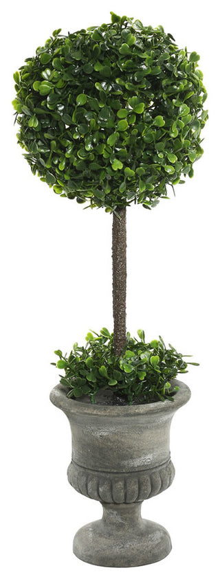 21" Boxwood Topiary In Container