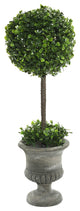 21" Boxwood Topiary In Container