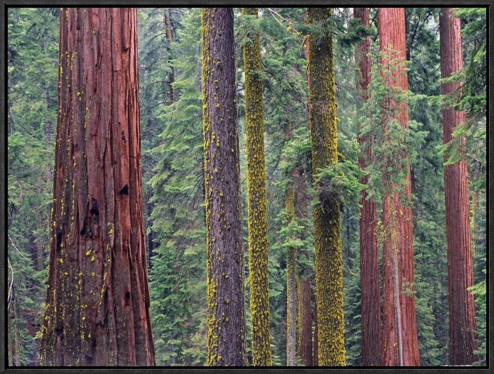 Coast Redwood Trees, Mariposa Grove, Yosemite National Park, California, 24"x18"