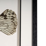 Aquatic Reverie, Shadow Box
