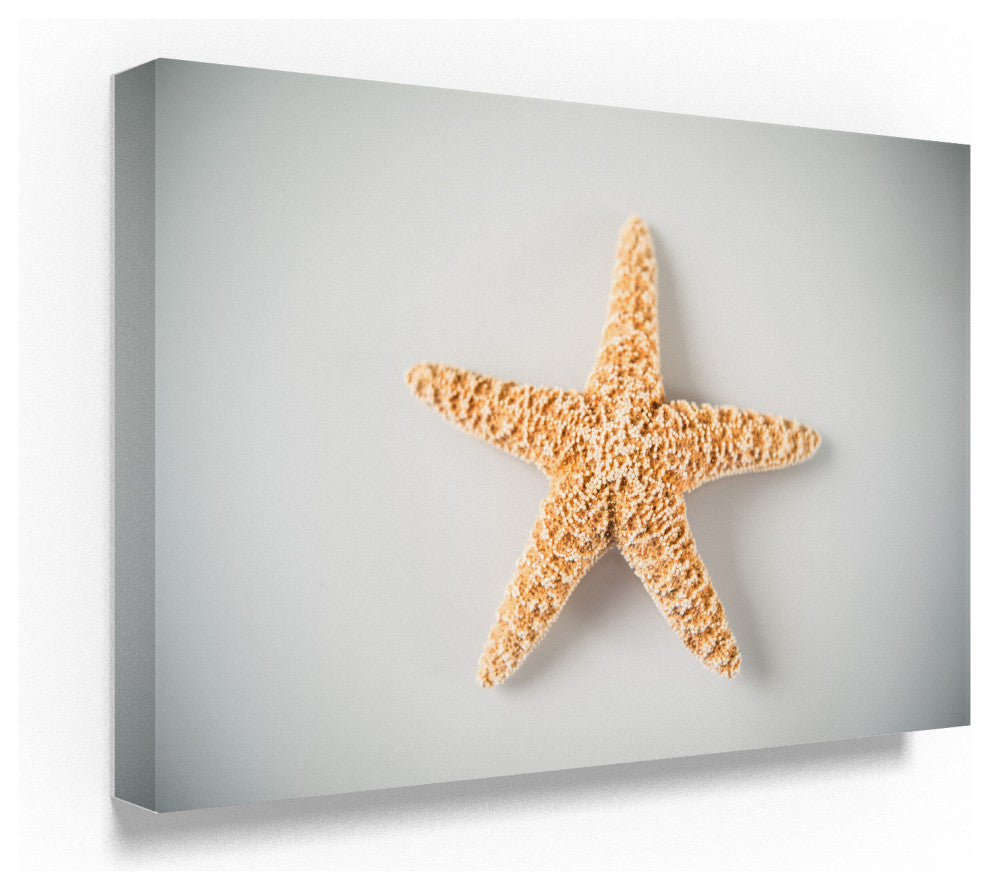 "White Orange Starfish" by Lightboxjournal, Canvas Art, 16"x24"