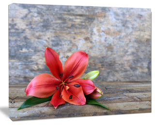 Beautiful Fallen Red Lily Flower, Large Floral Canvas Artwork, 20"x12"