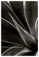 AGAVE #2, Black and White, 30x45