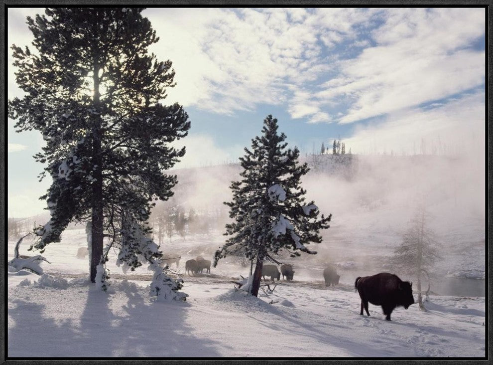 American Bison In Winter, Yellowstone National Park, Wyoming, 24"x18"