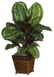 Maranta With Basket Silk Plant