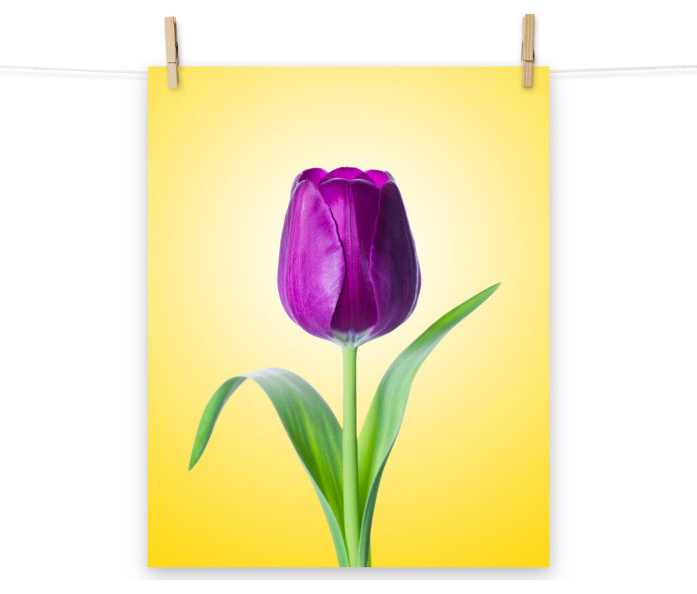 Purple Tulip on Yellow Minimal Floral Nature Photo Loose Wall Art Print, 16" X 20"