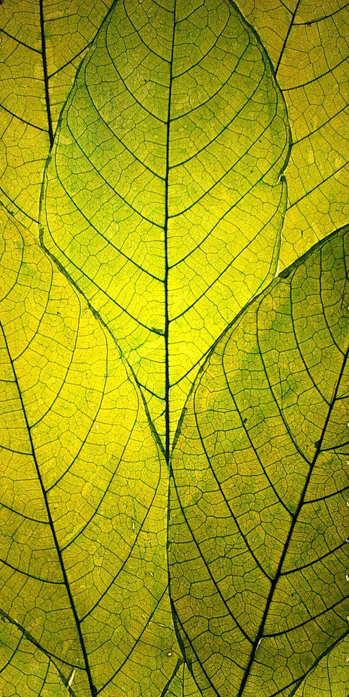 "Every Leaf a Flower" Painting Print on Wrapped Canvas