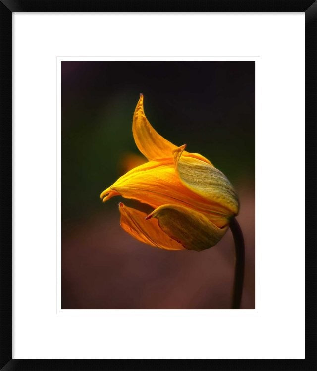 "Shine" Framed Digital Print by Kent Mathiesen, 20"x24"