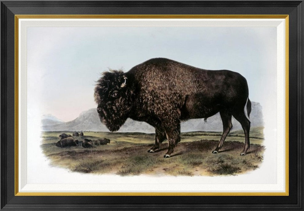 "American Bison or Buffalo" Framed Canvas Giclee by John James Audubon, 36x25"