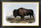 "American Bison or Buffalo" Framed Canvas Giclee by John James Audubon, 36x25"