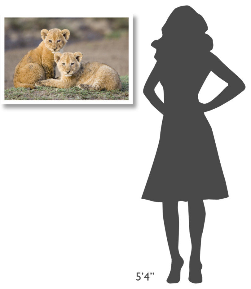 "African Lion cubs, vulnerable, Masai Mara National Reserve" Paper Art, 32"x22"