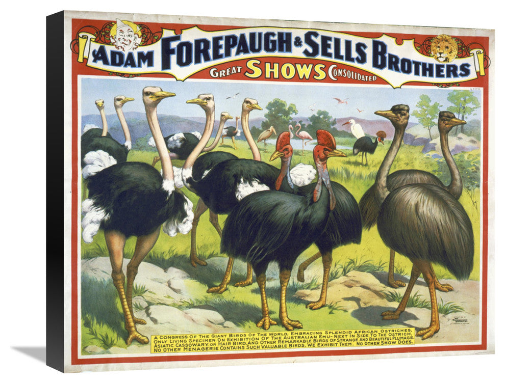"Adam Forepaugh & Sells Brothers Giant Birds" Canvas Giclee, 22"x18"